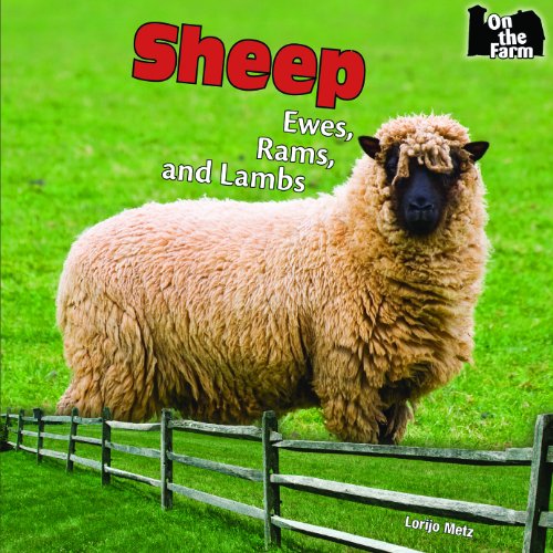 Sheep  : ewes, rams, and lambs /