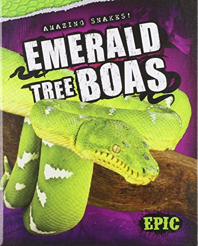 Emerald tree boas 