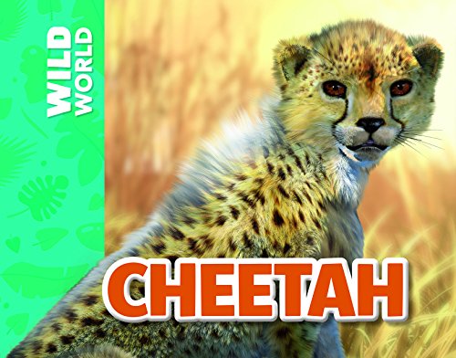 Cheetah 